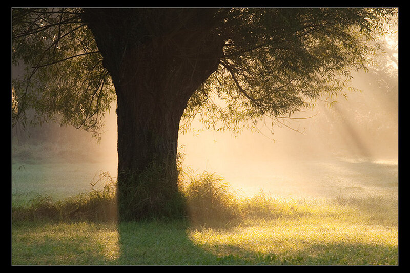 Tree in Morning Mist — Green