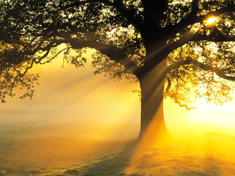 Tree in Morning Mist