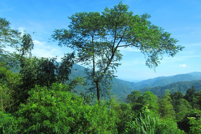 Tree in Mountain Landscape