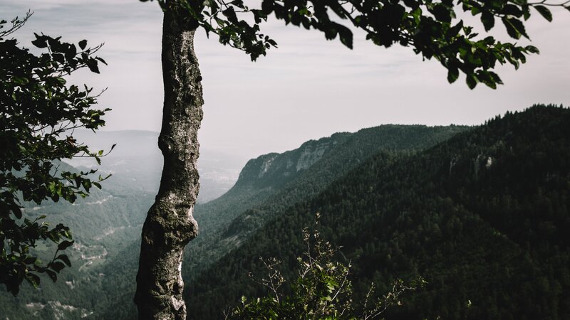 Tree in Mountain Valley — Green, Serene