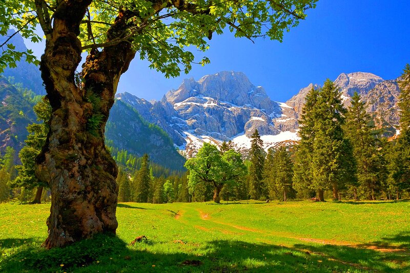 Tree in Mountain Valley — Green