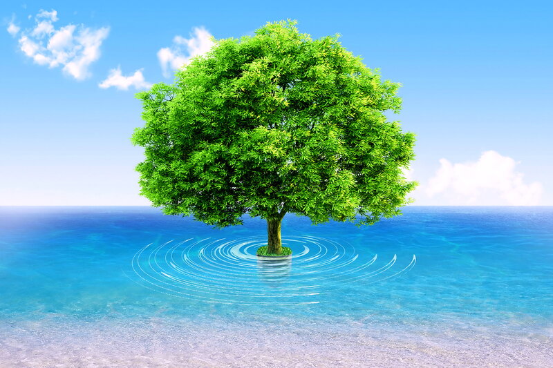 Tree in Ocean