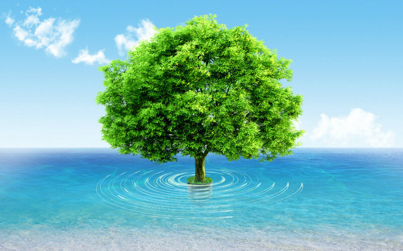 Tree in Ocean Water
