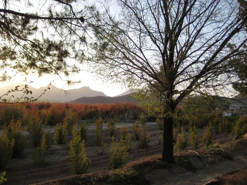 Tree in Orchard