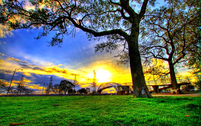 Tree in Park at Sunset — Green