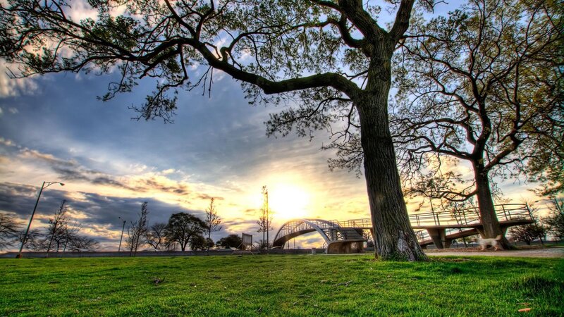 Tree in Park at Sunset