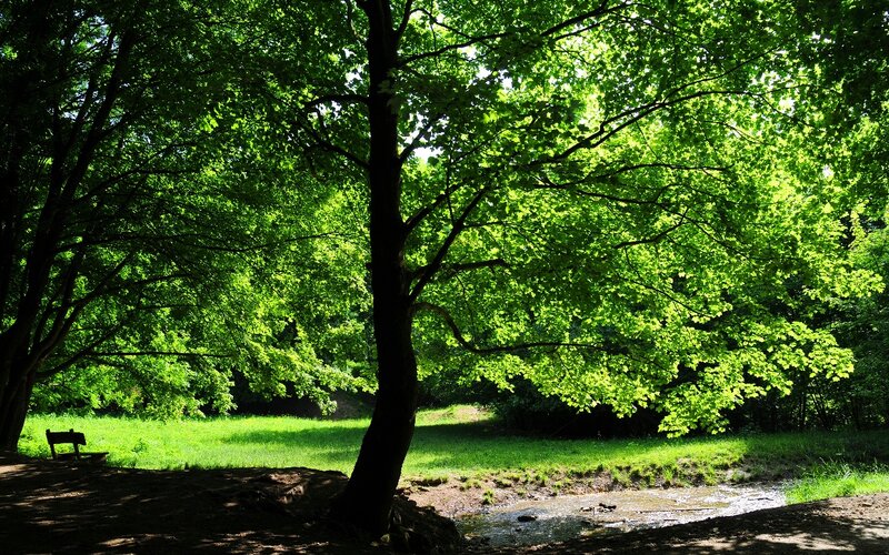 Tree in Park