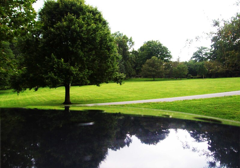 Tree in Park with Pond