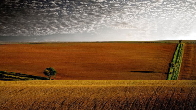 Tree in Plowed Field