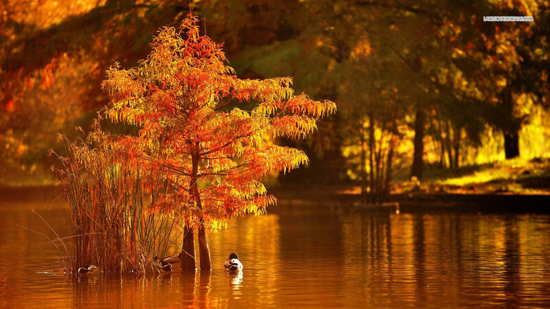 Tree in Pond with Ducks — Orange