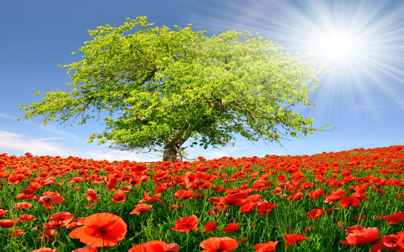 Tree in Poppy Field — Red, Serene