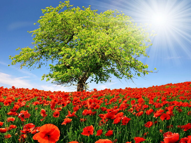 Tree in Poppy Field