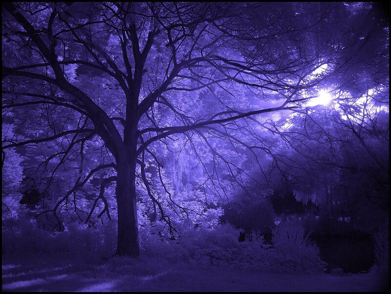 Tree in Purple Light — Mysterious
