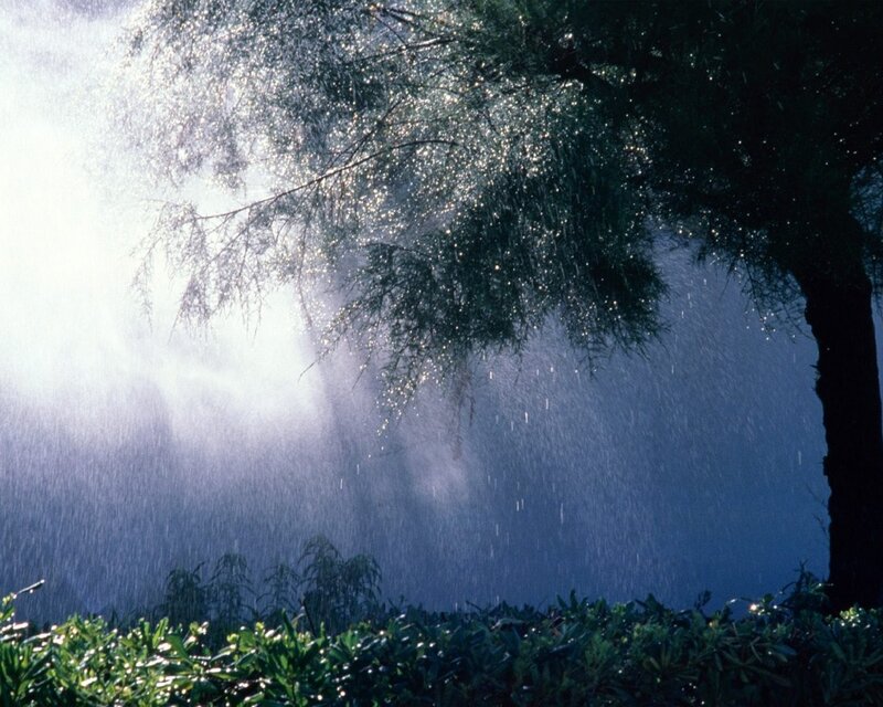 Tree in Rain Shower