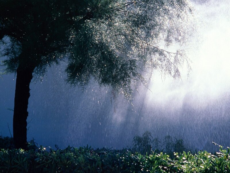 Tree in Rainstorm — Green, Dramatic