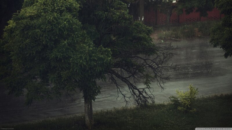 Tree in Rainstorm