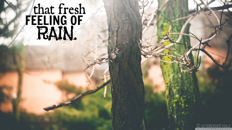 Tree in Rainy Forest