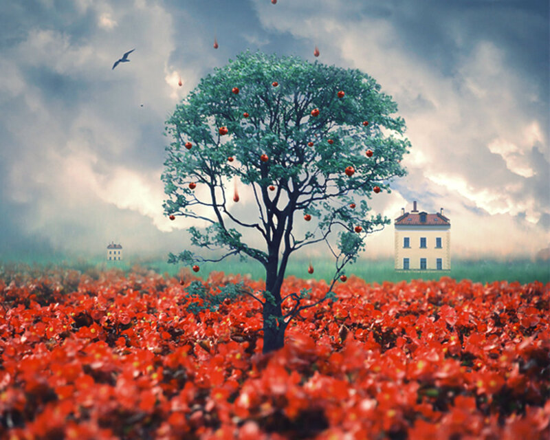 Tree in Red Field