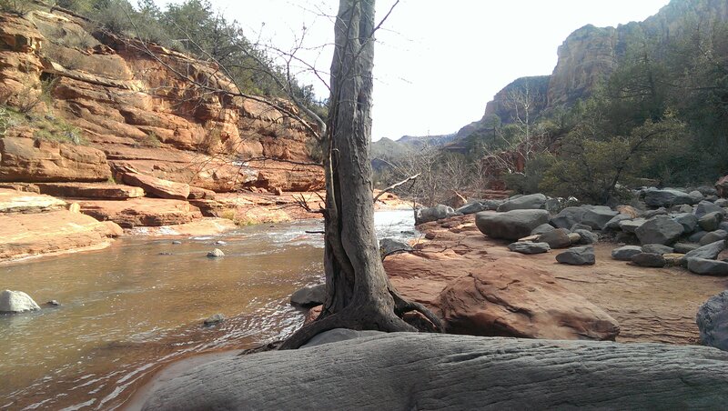 Tree in River Canyon
