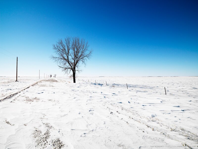 Tree in snow field