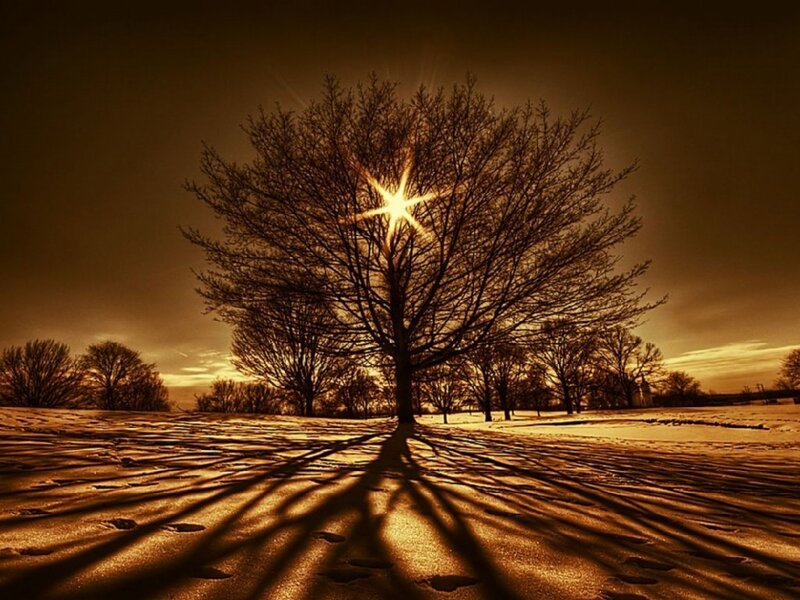 Tree in Snowy Field — Brown, Dramatic, Winter, Photograph, Snow, Sun, Branches