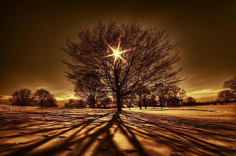 Tree in Snowy Field — Brown, Dramatic, Winter, Photograph, Snow, Sun