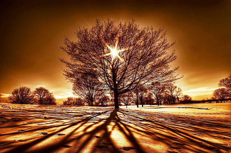 Tree in Snowy Field — Brown