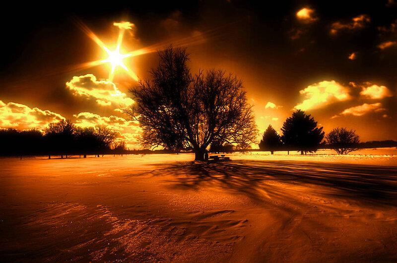 Tree in Snowy Field — Orange