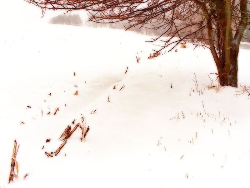 Tree in Snowy Field