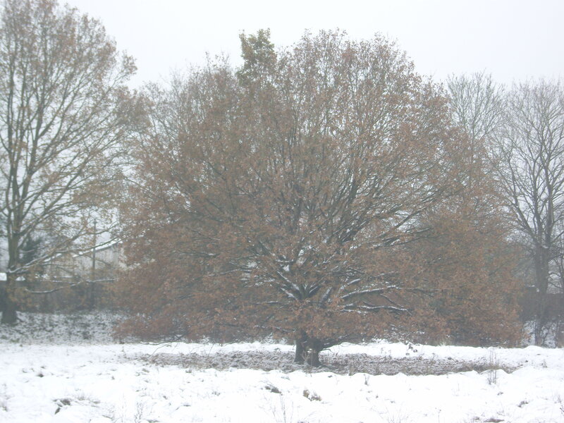 Tree in Snowy Field — White