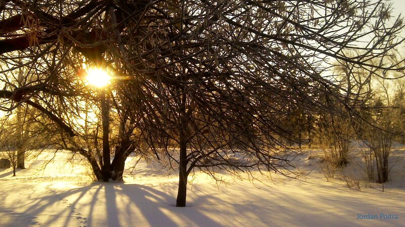 Tree in Snowy Landscape — White