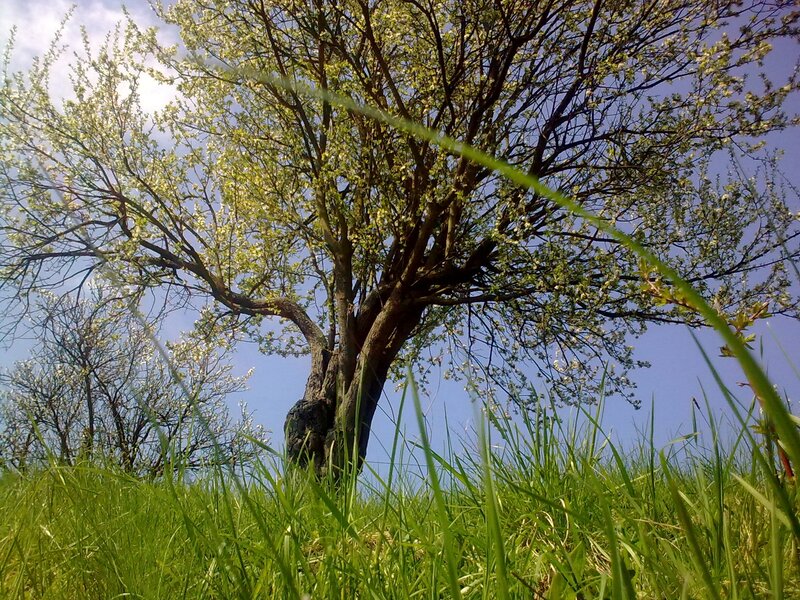 Tree in Spring Bloom