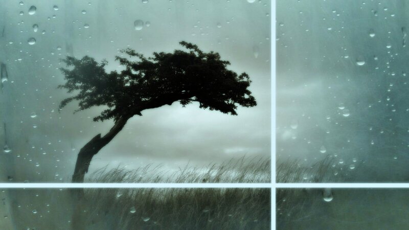 Tree in Storm