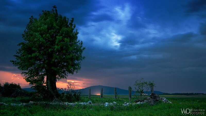 Tree in Stormy Field