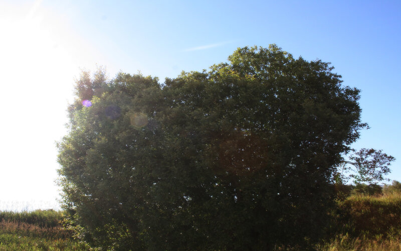 tree in sunlight