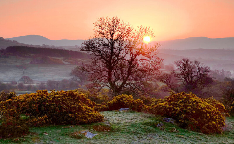 Tree in Sunset Landscape