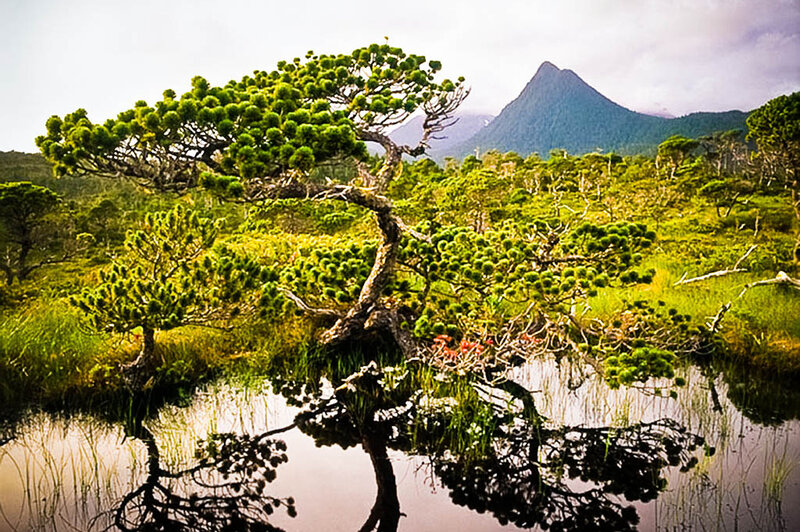 Tree in Swamp with Mountain