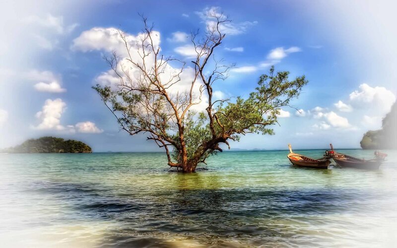 Tree in the sea with boats