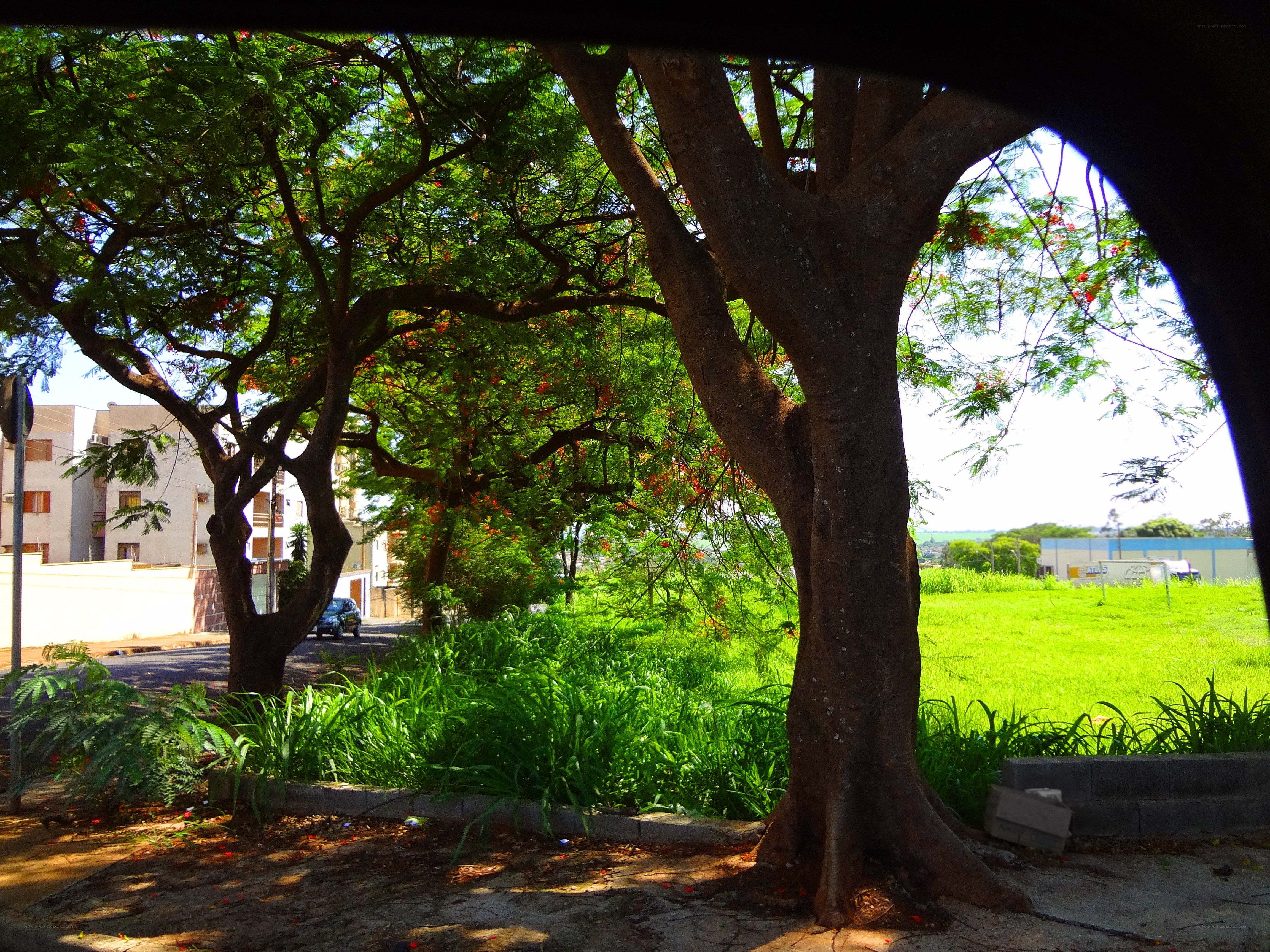 tree in urban park