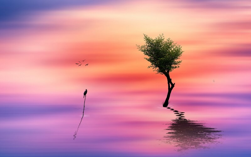 Tree in Water at Sunset — Pink