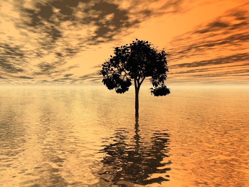 Tree in Water
