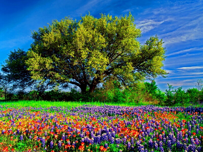 Tree in Wildflower Field