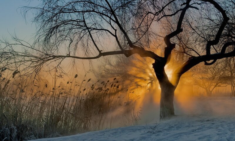 Tree in Winter Fog — Orange, Dramatic, Photograph