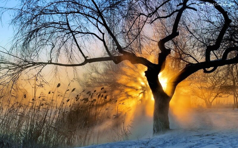 Tree in Winter Fog — Orange, Dramatic