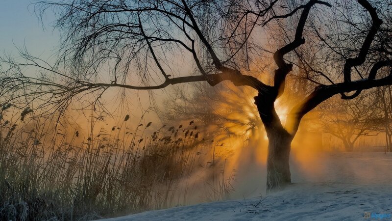 Tree in Winter Fog — Orange