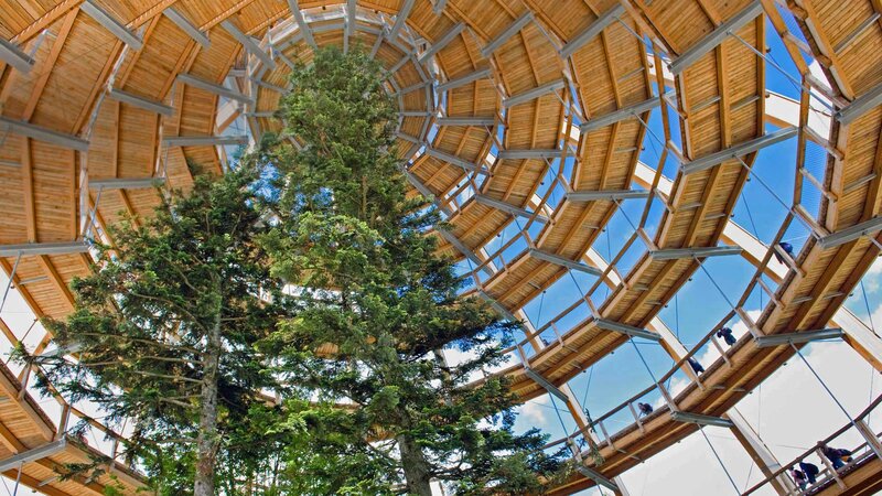 Tree in Wooden Structure