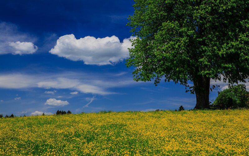 Tree in Yellow Field — Blue
