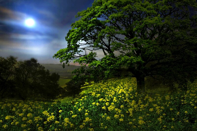 Tree in Yellow Field — Green