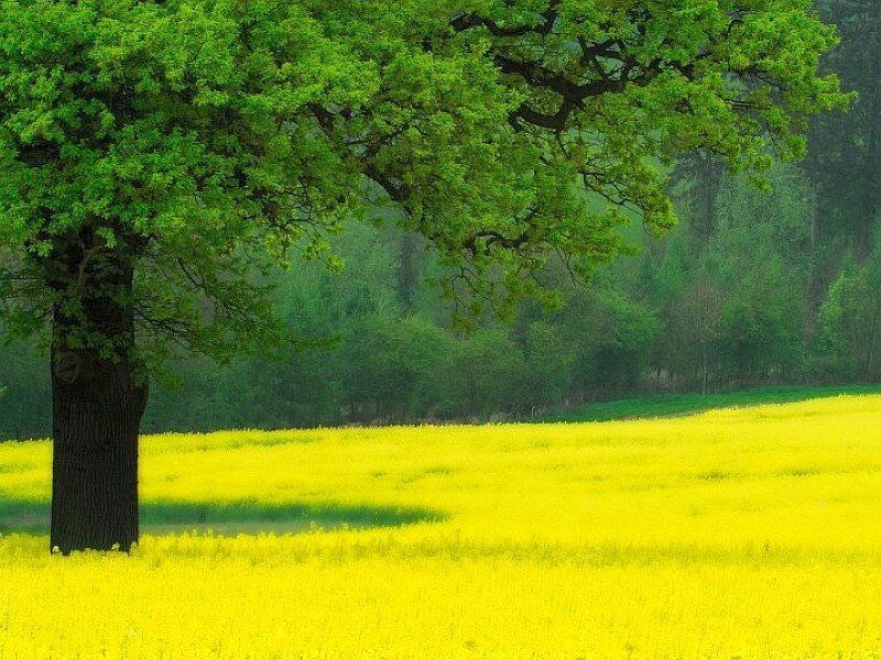 Tree in Yellow Field — Serene, Spring, Photograph