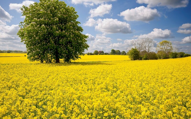 Tree in Yellow Field — Serene, Spring